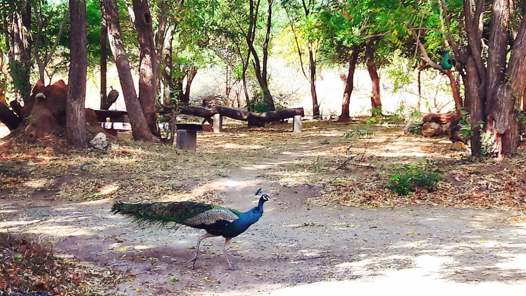 Pelican View Cottages Kataragama Exteriör bild